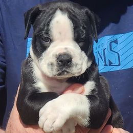 Girl 2 - Olde English Bulldogge puppy in Lebanon, Tennessee from Old Hickory Farm Bulldogges
