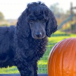 Poodles from Excelsior Standards Poodles