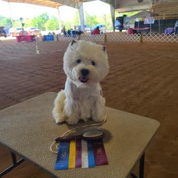 West Highland White Terrier puppies from Bred with H.E.A.R.T.