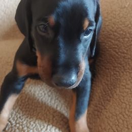 Doberman Pinscher Puppies from Vondalyn Dobermans