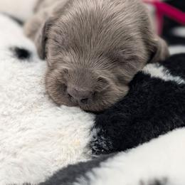 Annie Lenox - Blue female Weimaraner puppy in Evart, Michigan from Drehbar Weimaraners