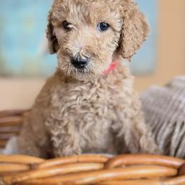 Cinnamon - Apricot female Poodle puppy in New Smyrna Beach, Florida from Regal Crest Poodles