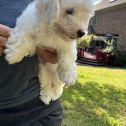 Coton de Tulear Puppies from Smoky Mountains Cotons