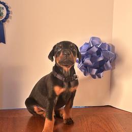 Bruno - Black and rust male Doberman Pinscher puppy in Aurora, Georgia from Davis Doberman Pinschers