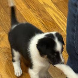 Bow - Black and white female Border Collie puppy in Salem, Indiana from Hidden Creek