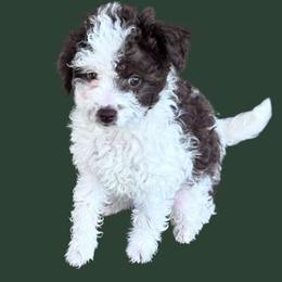 Norma - Brown and white female Aussiedoodle puppy in Post Falls, Idaho from North Idaho Miniature Aussiedoodles
