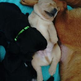 EXPECTED LITTER JAN 2026 - Yellow male Labrador Retriever puppy in Prince George, Virginia from Kingdom Kenelz Labradors