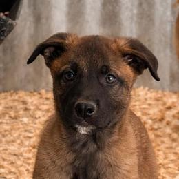 Male- sporty, athletic, confident and affection - Fawn sable male Belgian Malinois puppy in Dallas, Texas from RoyalHaus Malinois