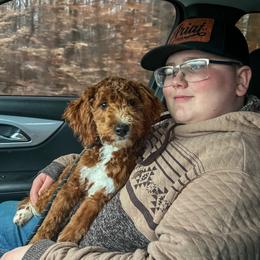 Leo - Goldendoodle