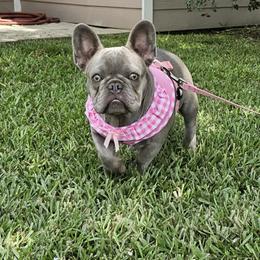 French Bulldog Puppies from Donna's French Bulldogs