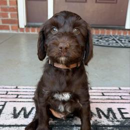Brown Boy - Chocolate male Australian Labradoodle puppy in West Union, South Carolina from Golden Corner Labradoodles, LLC