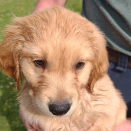 Boy 7 - Golden male Golden Retriever puppy in Grand Meadow, Minnesota from Root River Retrievers