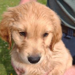 Boy 7 - Golden male Golden Retriever puppy in Grand Meadow, Minnesota from Root River Retrievers