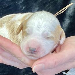 Brown Male - Parti male Goldendoodle puppy in Great Falls, Montana from Montana Goldendoodles