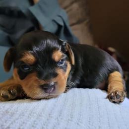 Shih Tzus from Baby Girl’s Yorkies, Shih-Tzu, Shorkies