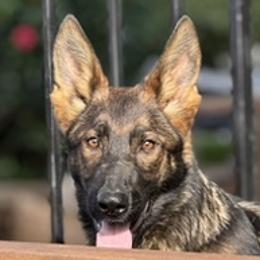 German Shepherds from Jay Debs