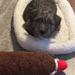 Glen of Imaal Terrier Puppies from Galore Glens