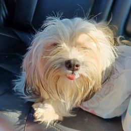 Princess - Lhasa Apso