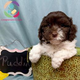 Puddin' - Chocolate female Labradoodle puppy in Bowman, Georgia from Companion Creek Farm