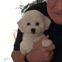 Bichon Frise Puppies from Wet Kisses Bichons