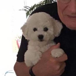 Bichon Frise Puppies from Wet Kisses Bichons
