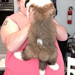 Saint Bernard Puppies from Wintercrest St. Bernards