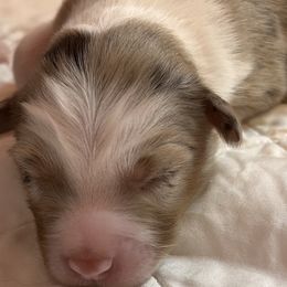 Girl 1 - Miniature American Shepherd puppy in Corydon, Indiana from Arbuckle’s Lookin Good Aussies (LGA)