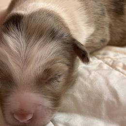 Girl 1 - Miniature American Shepherd puppy in Corydon, Indiana from Arbuckle’s Lookin Good Aussies (LGA)