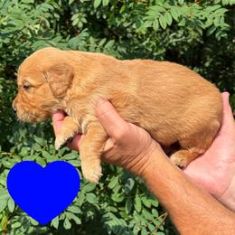 Hancock (Blue) - Dark golden male Golden Retriever puppy in Cadillac, Michigan from K & M Golden Retrievers