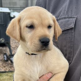 Labrador Retriever Puppies from Dutson Labs
