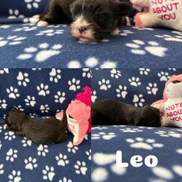 Leo - Black male Lhasa Apso puppy in Cincinnati, Ohio from Shangri-La Lhasa Apsos