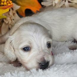 Plum - Cream female Dachshund puppy in Lakeland, Florida from Buckwild Doxies