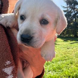 Goldie- second pick female- pink collar - Yellow female Labrador Retriever puppy in Isanti, Minnesota from Four Corners Family Labs