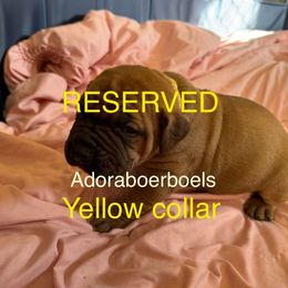 Yellow collar male - Red male Boerboel puppy in Rockford, Illinois from Adoraboerboels