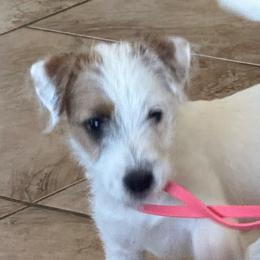 Beth - White and tan female Parson Russell Terrier puppy in Peabody, Kansas from SouthFork Ranch