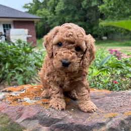 GIBBS - Red male Cockapoo puppy in Bristow, Oklahoma from 10-Acre Woods Cockapoos