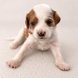 Basil - Red female Cavapoo puppy in Beech Island, South Carolina from New Moon Farm Canines