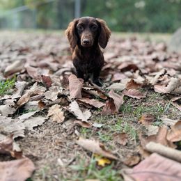 Pip - Dachshund
