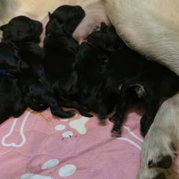 Acorn - Black male Goldendoodle puppy in Springfield, Oregon from Oregon's Oodles of poodles & doodles