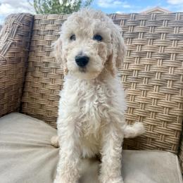 Cookie - Cream female Labradoodle puppy in Kingman, Arizona from The Dood Ranch