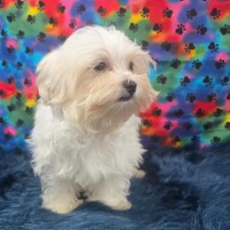 Marcel - White male Maltipoo puppy in Neosho, Missouri from Star Light Pups