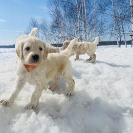Goldendoodle Puppies from Lakeside Doodles MN