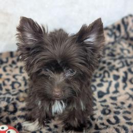 Tyson - Liver male Yorkshire Terrier puppy in Gaylesville, Alabama from Sweet Alabama Yorkies