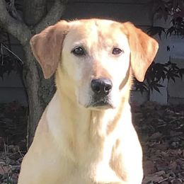 Rox - Labrador Retriever