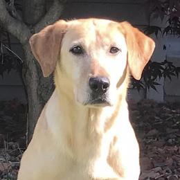 Rox - Labrador Retriever