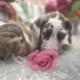 Dachshund and Great Dane Puppies from Ballistic Danes & Dachshunds