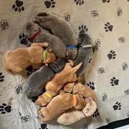Lime green collar - Fox red male Dilute Retriever puppy in Douglass, Kansas from JP Kennels, LLC