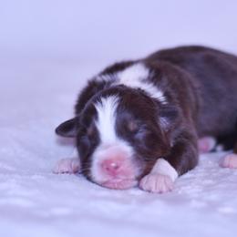 Calabria - Red tri-color female Australian Shepherd puppy in Easton, Missouri from MMA Kennel