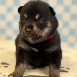 Warwick - Tri-color male Pomsky puppy in Boonville, Indiana from Elysian Pomskies