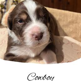 Cowboy - Red tri-color male Australian Shepherd puppy in Stone Mountain, Georgia from True Blue Friends